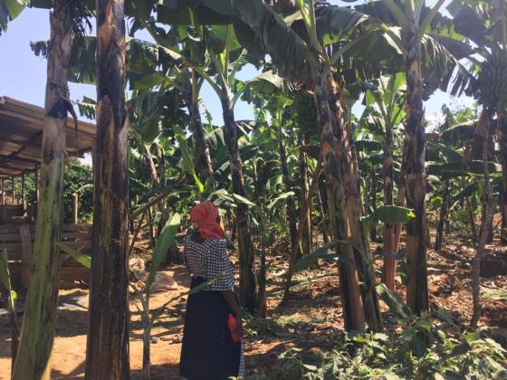 Blog 5 Rose in her new banana garden